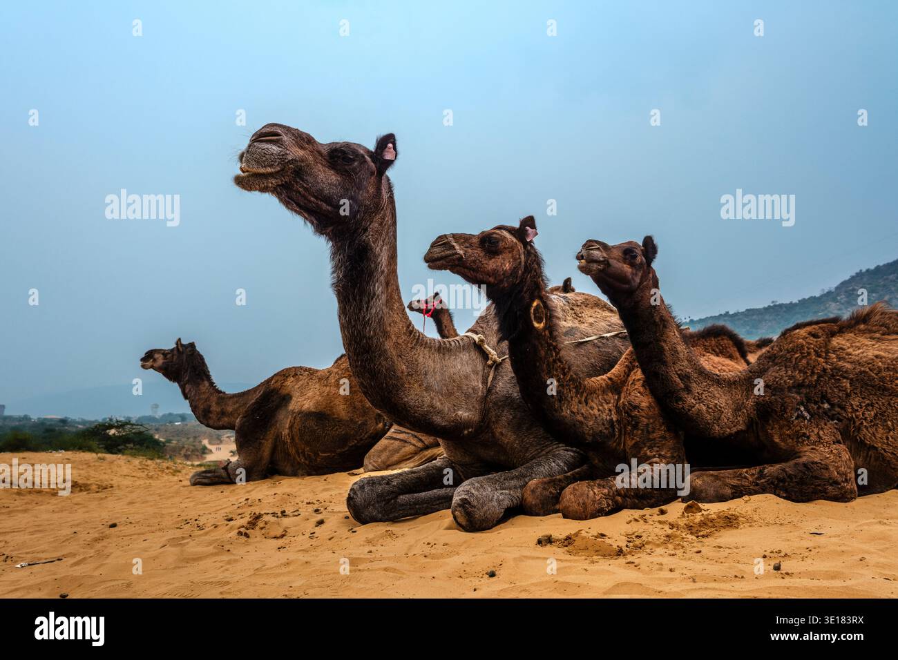 Quattro cammelli scuri riposano sul terreno sabbioso della Fiera dei cammelli di Pushkar, con una cresta di montagna nebbiosa visibile sotto un cielo pallido. Foto Stock