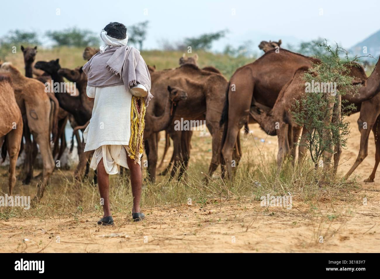 Un uomo con un velo si trova con le spalle alla telecamera in mezzo a una mandria di cammelli alla Pushkar Camel Fair di Pushkar, su un campo asciutto. Foto Stock