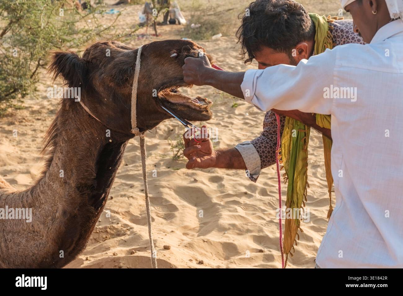 Alla Fiera dei cammelli di Pushkar, due uomini usano forbici e moderazione fisica per rifinire il viso di un cammello mentre la bocca dell'animale è spalancata. Foto Stock