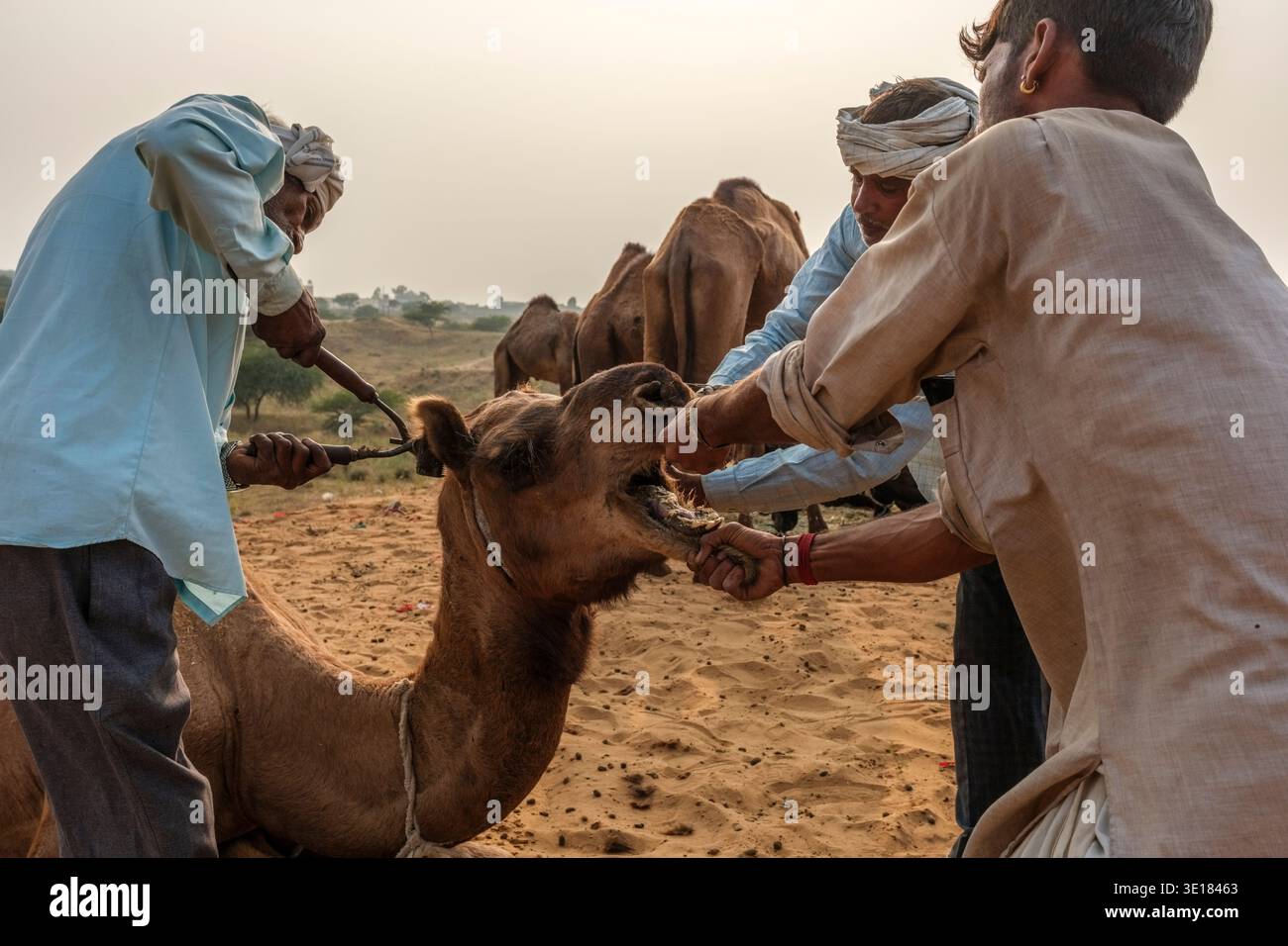 Diversi uomini lavorano insieme alla Fiera dei cammelli di Pushkar per trattenere un cammello e rifinire i suoi peli del viso con strumenti tradizionali nelle dune di sabbia. Foto Stock