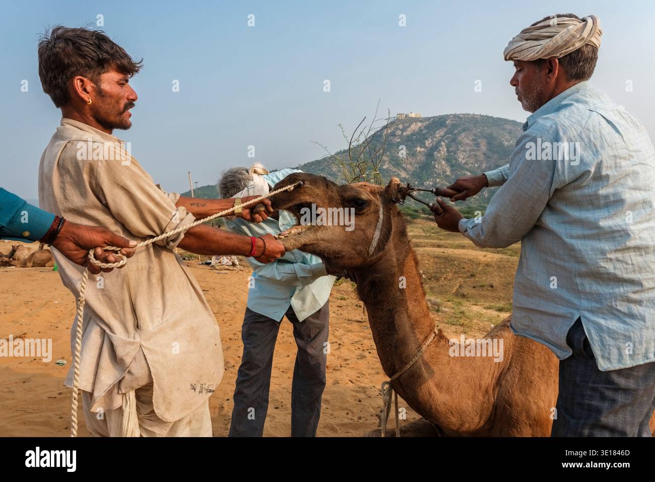 Gli uomini preparano un cammello alla Fiera dei cammelli di Pushkar con il Tempio Savitri Mata in lontananza in cima a una grande collina sotto un cielo limpido. Foto Stock