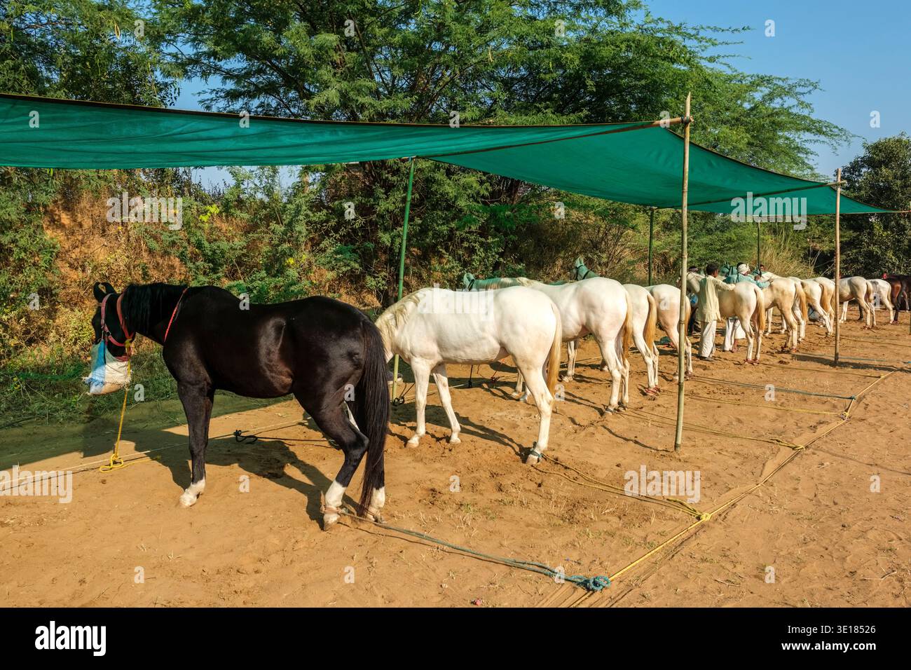 I cavalli Marwari sono legati sotto un'ombra verde alla Fiera dei cammelli di Pushkar, mentre i gestori tendono agli animali alla luce del mattino. Foto Stock