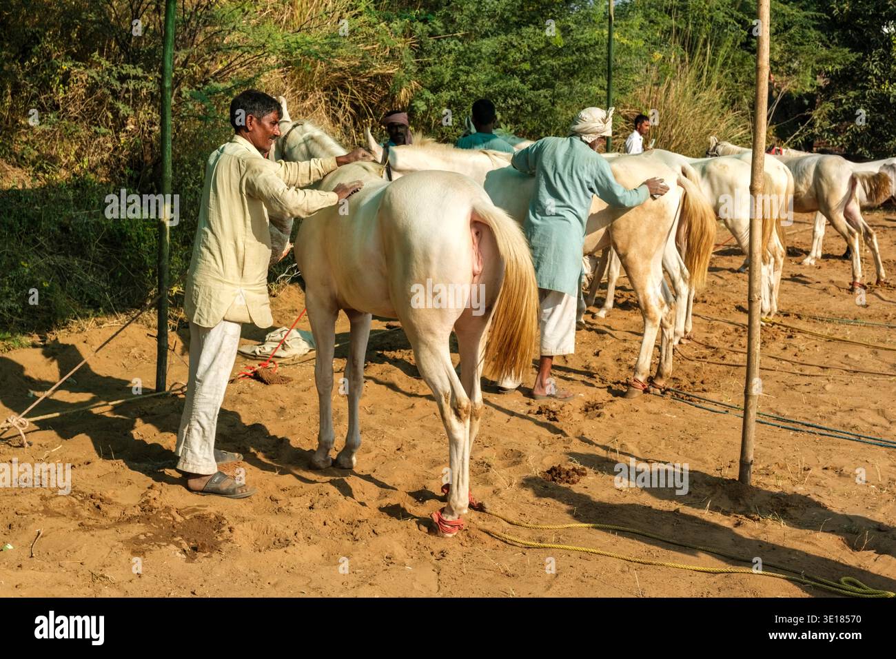 Gli uomini si preparano ed esaminano i cavalli Marwari bianchi legati in fila sui terreni sabbiosi della Fiera dei cammelli di Pushkar, durante il tradizionale commercio. Foto Stock