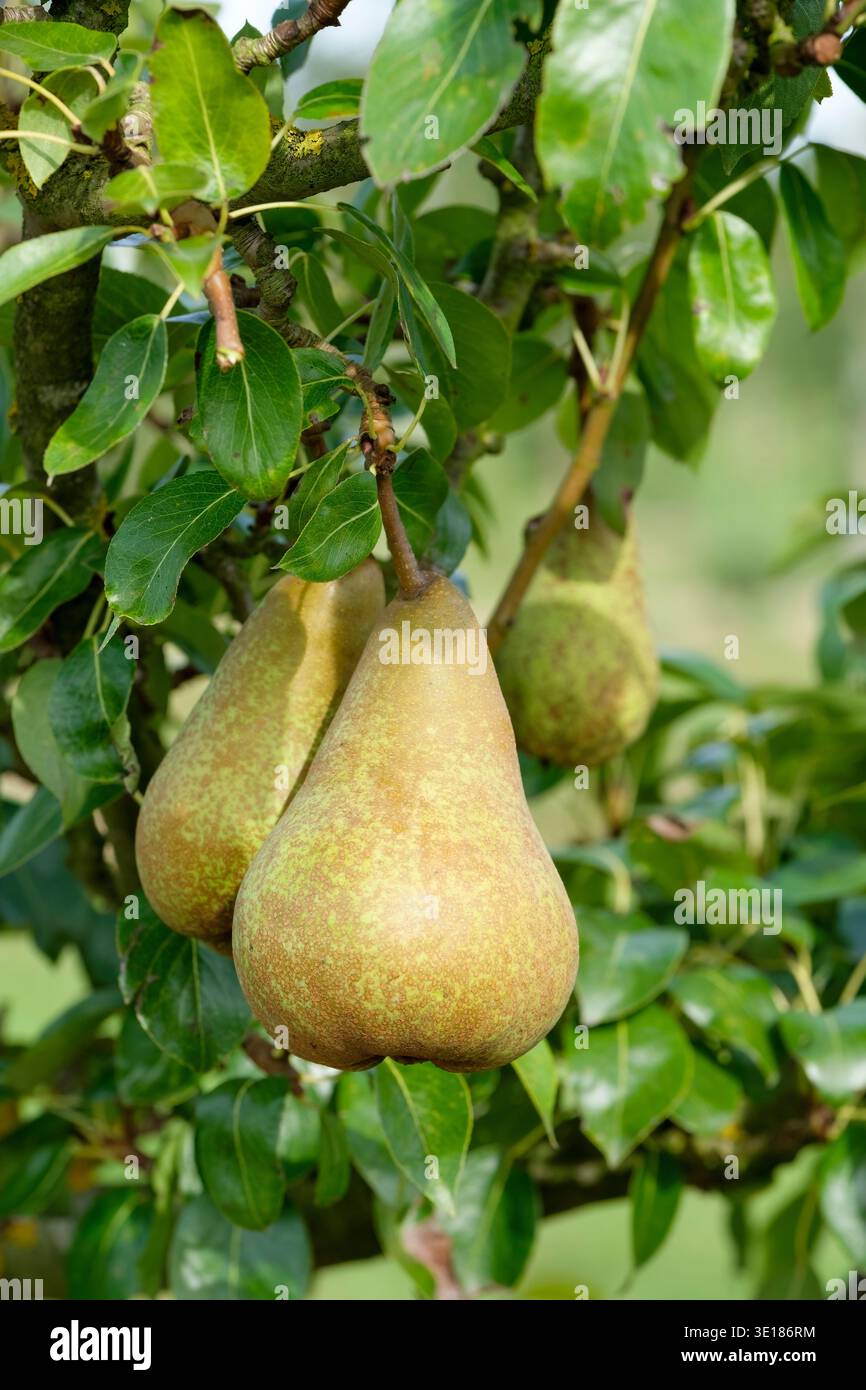 Pyrus Communis Abbe Fetel, pere Abbe Fetel, pere da dessert che crescono sull'albero Foto Stock
