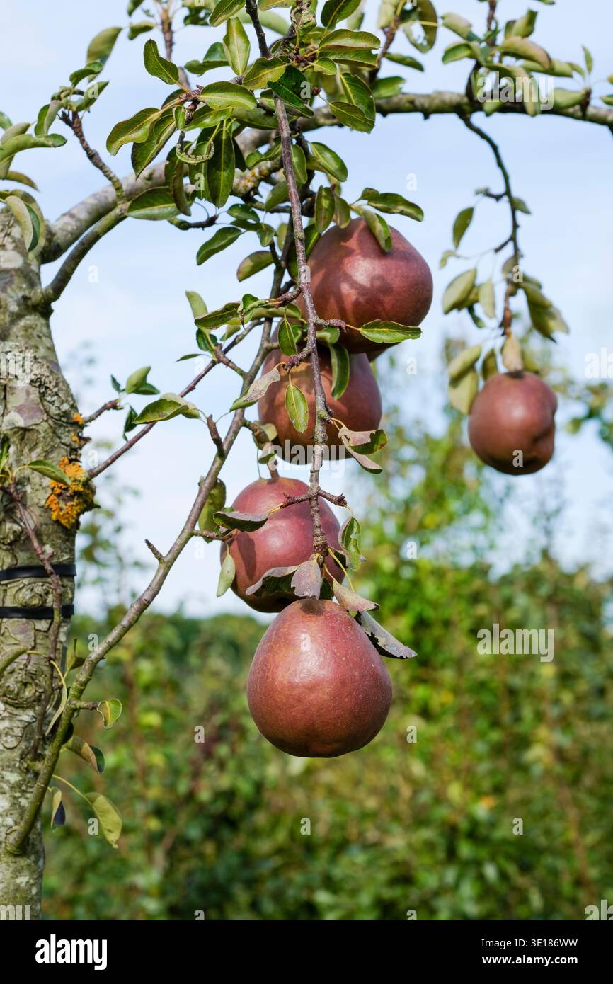 Pyrus communis Cascade, Pere Cascade, pere rosse da dessert che crescono su un albero Foto Stock