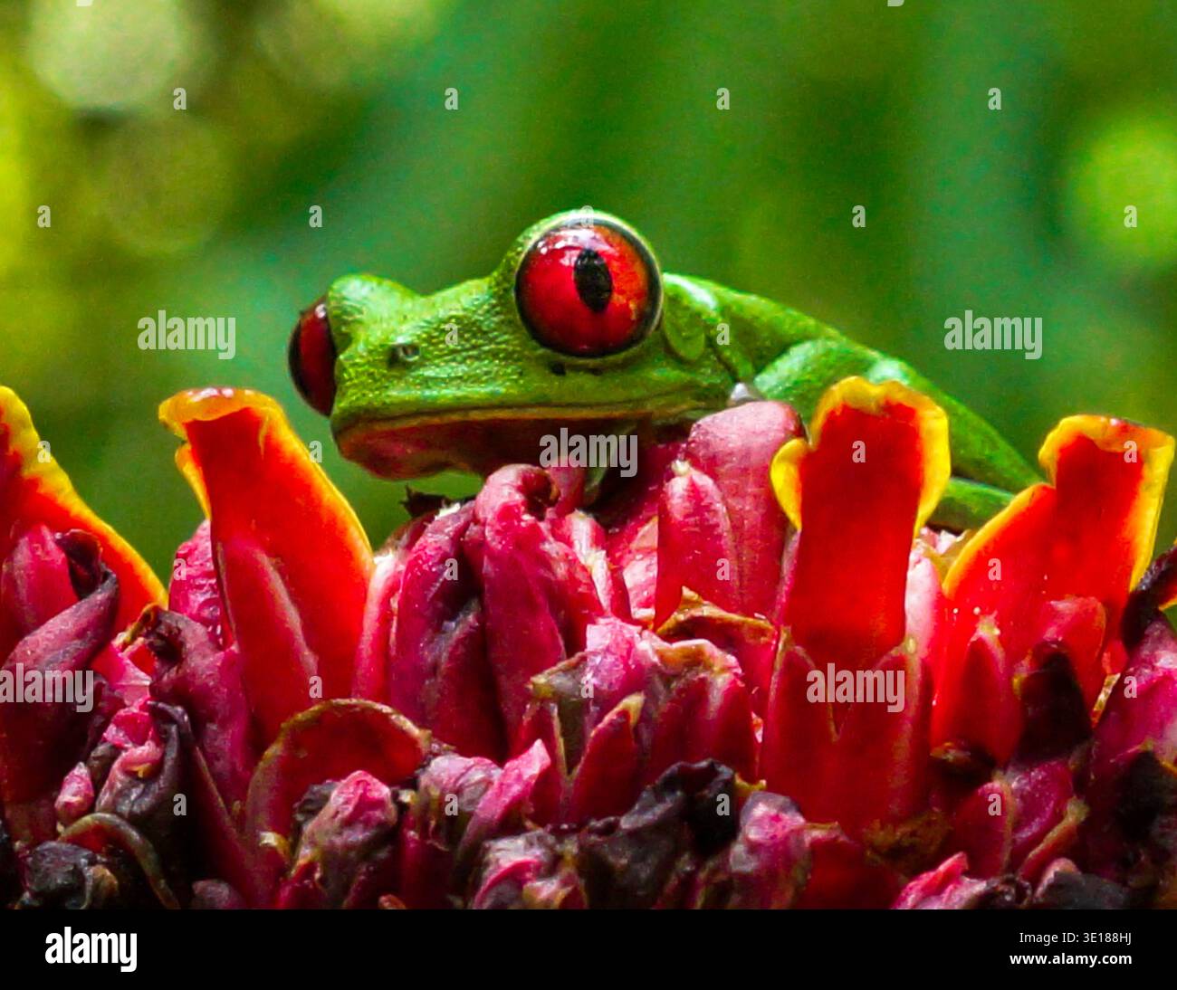 Rana arborea dagli occhi rossi arroccata su un fiore tropicale rosso circondato da lussureggianti foglie verdi con un morbido sfondo sfocato, Costa Rica Foto Stock
