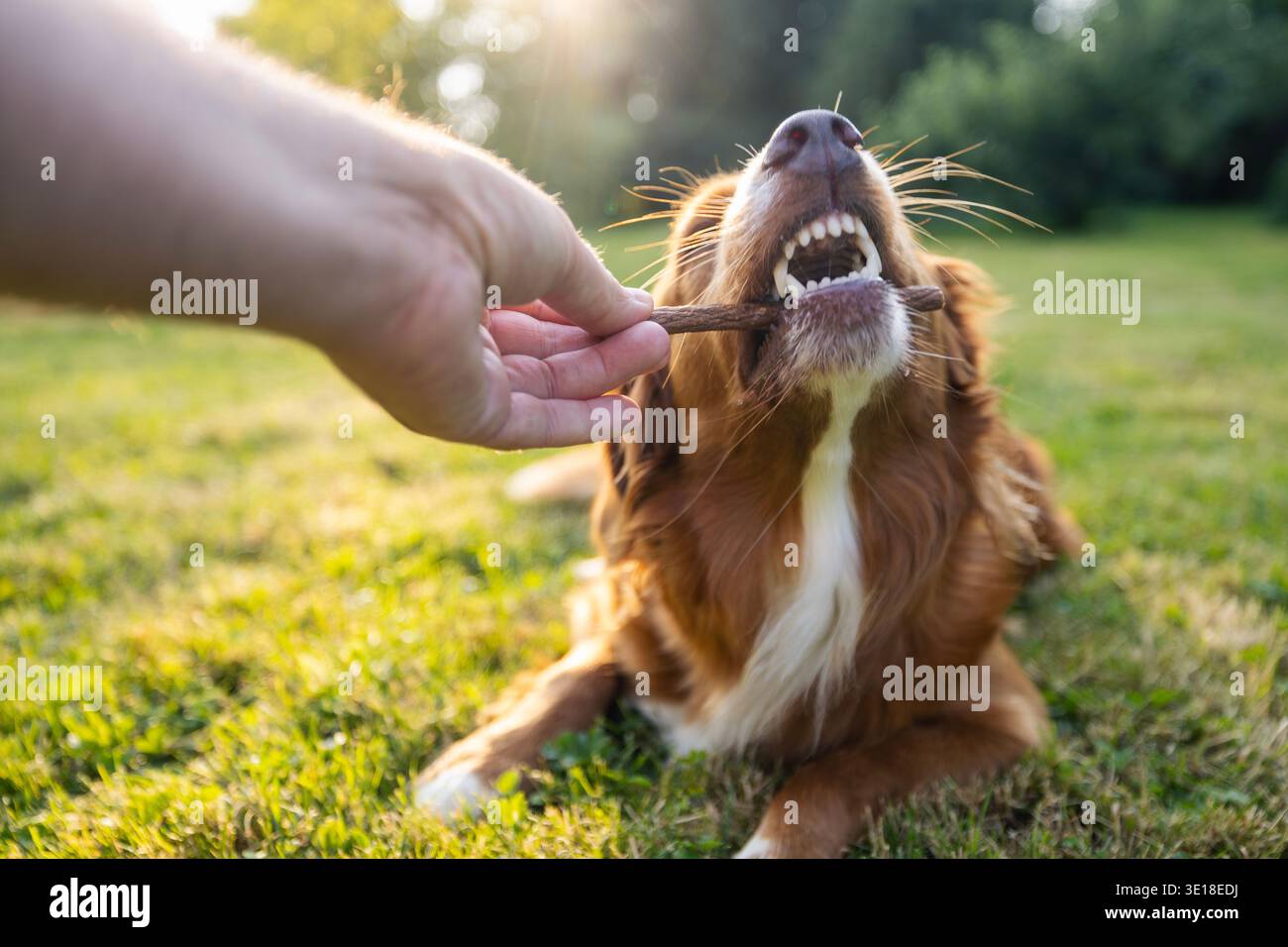 Primo piano di un uomo che regala una delizia a Nova Scotia Duck Tolling Retriever all'aperto sul prato. Allenamento dei cani, comportamento di ricompensa, cura degli animali domestici e animale umano Foto Stock