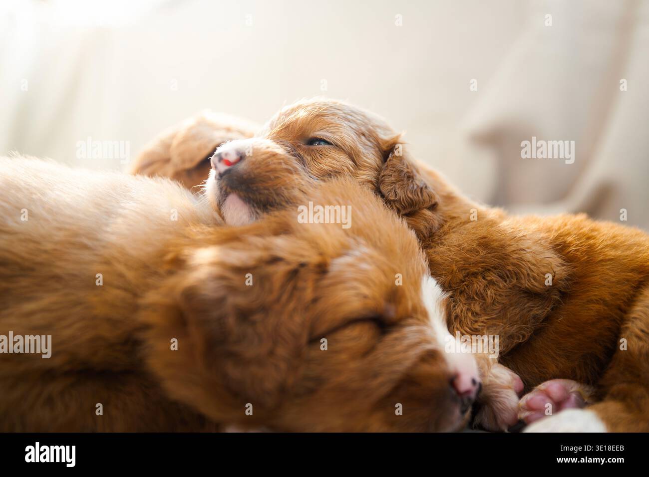 Cuccioli di Nova Scotia Duck Tolling Retriever dormire insieme. Graziosa cucciolata di cani giovani che riposano in pace, allevamento di cani, cura degli animali domestici e adorabile An Foto Stock