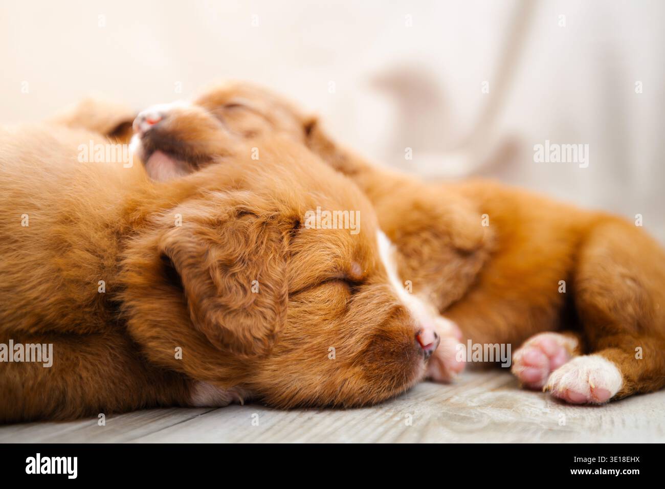 Cuccioli di Nova Scotia Duck Tolling Retriever dormire insieme. Graziosa cucciolata di cani giovani che riposano in pace, allevamento di cani, cura degli animali domestici e adorabile An Foto Stock