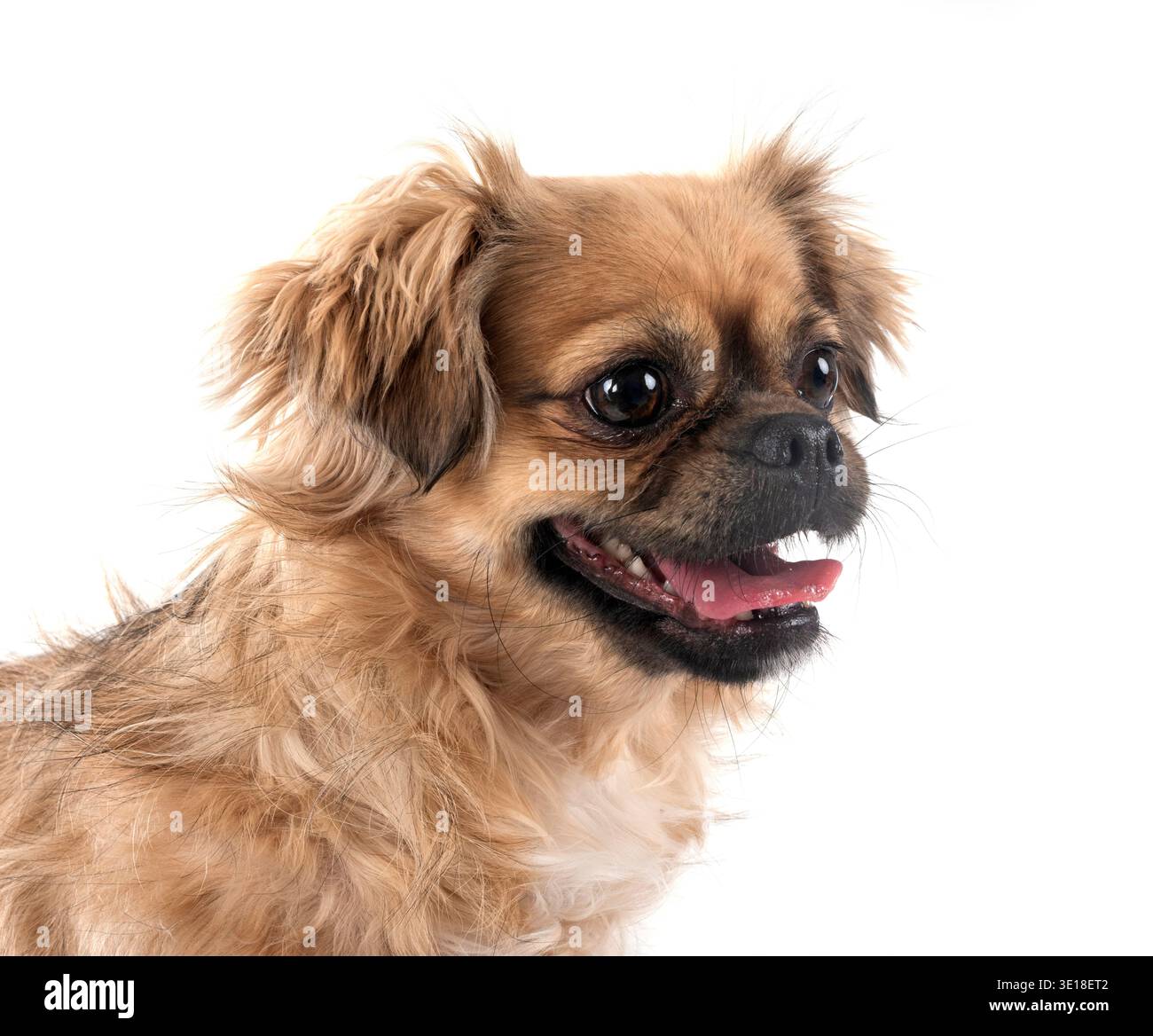 Tibetan spaniel davanti a uno sfondo bianco Foto Stock
