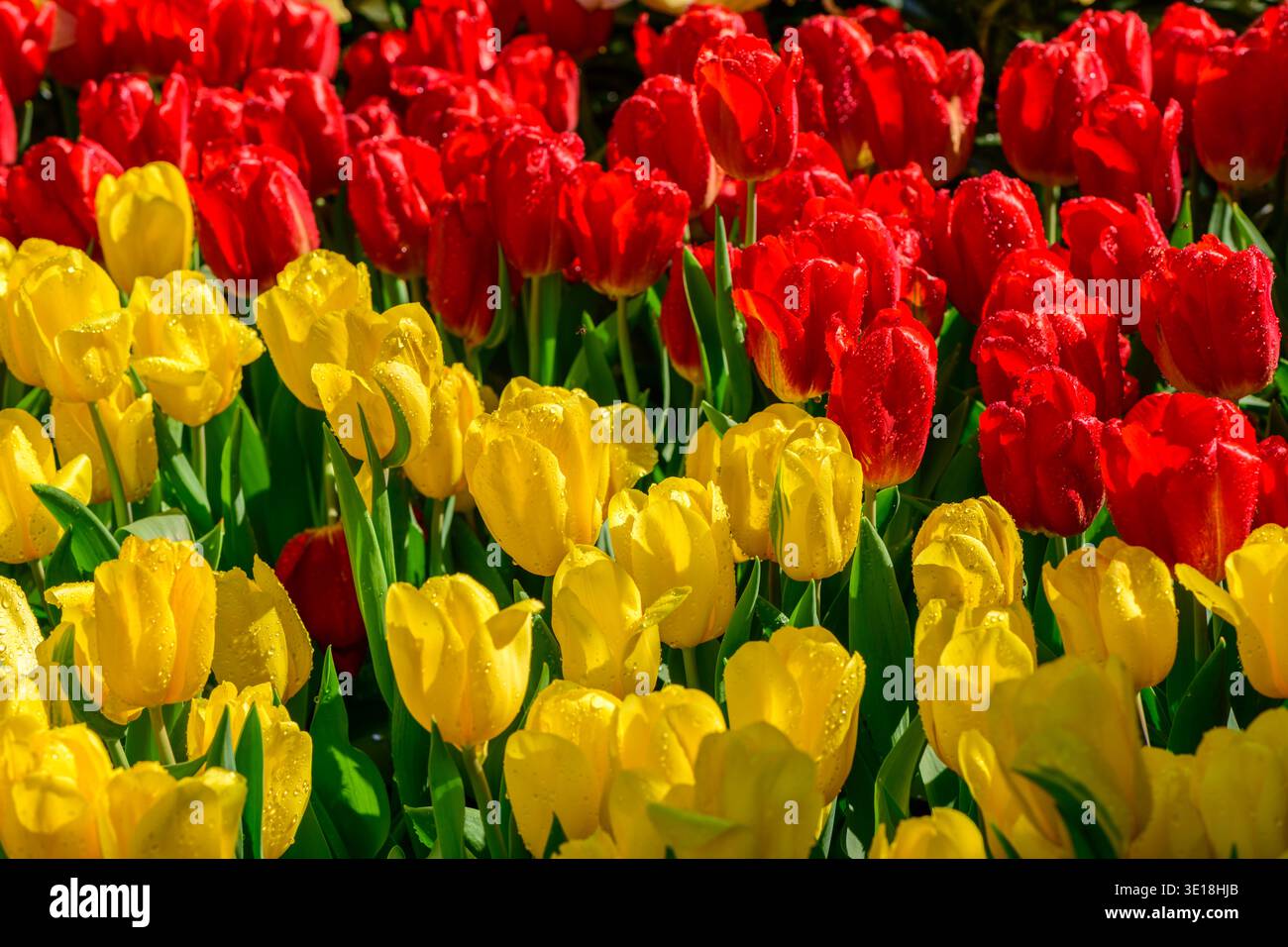 tulipani rossi e gialli che fioriscono sotto la luce naturale del sole, creando un contrasto di colore sorprendente in un giardino primaverile. L'immagine trasmette freschezza, passione, ha Foto Stock