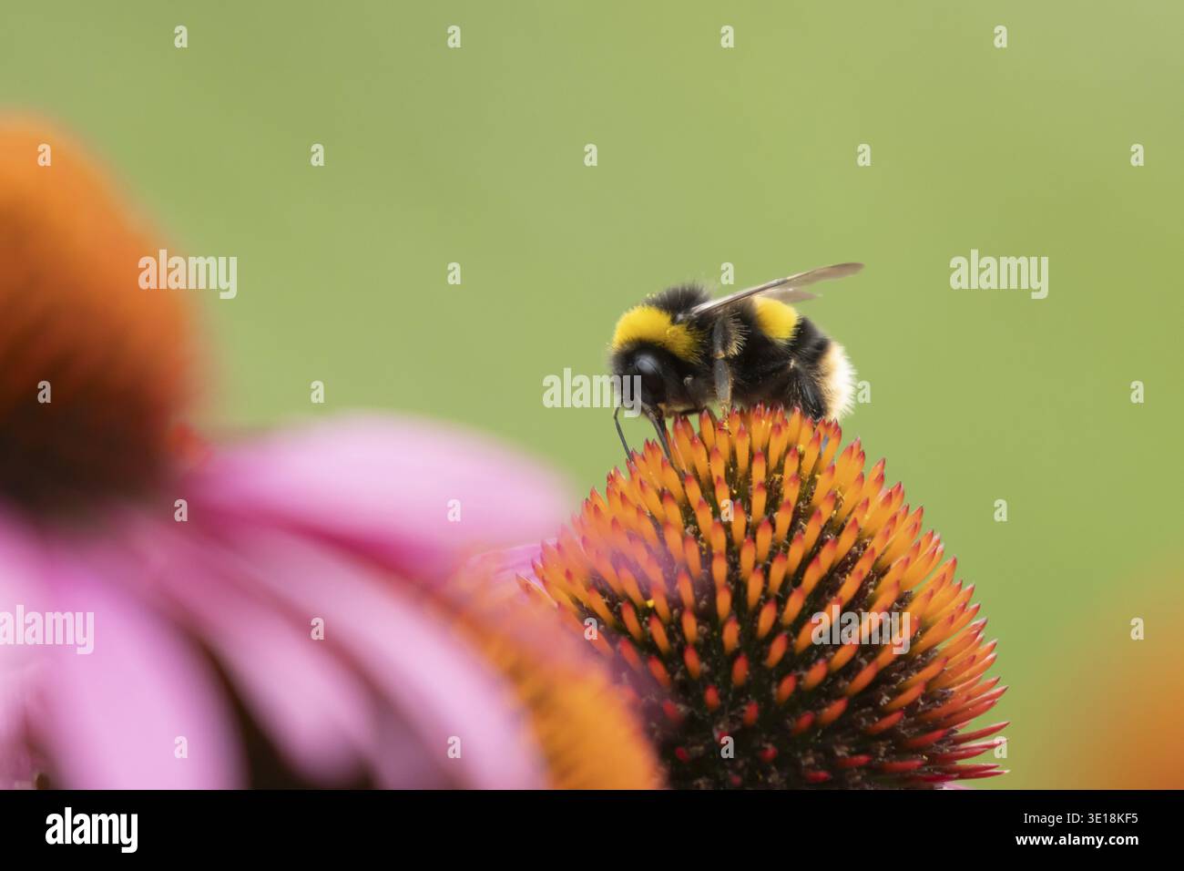 Buff tailed bumblebee (Bombus terrestris) insetti di api adulti che si nutrono su un giardino fiore di Coneflower (Echinacea purpurea) in estate, Suffolk, Inghilterra, uni Foto Stock