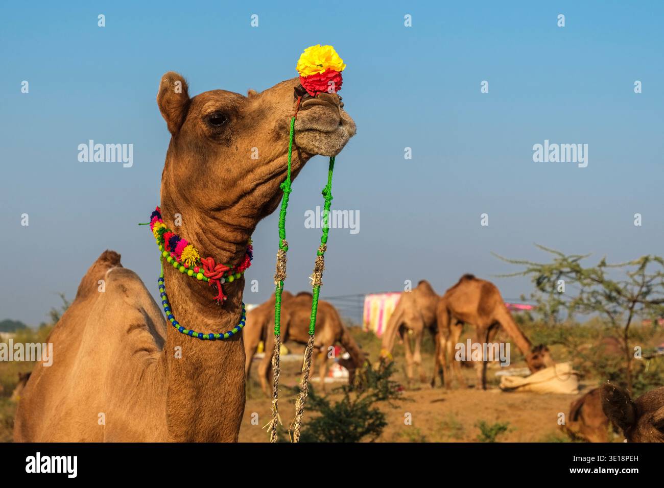 Un cammello con decorazioni colorate sulla testa e sul collo si erge alla Fiera dei cammelli di Pushkar a Pushkar, con altri animali in lontananza. Pushkar Rajas Foto Stock