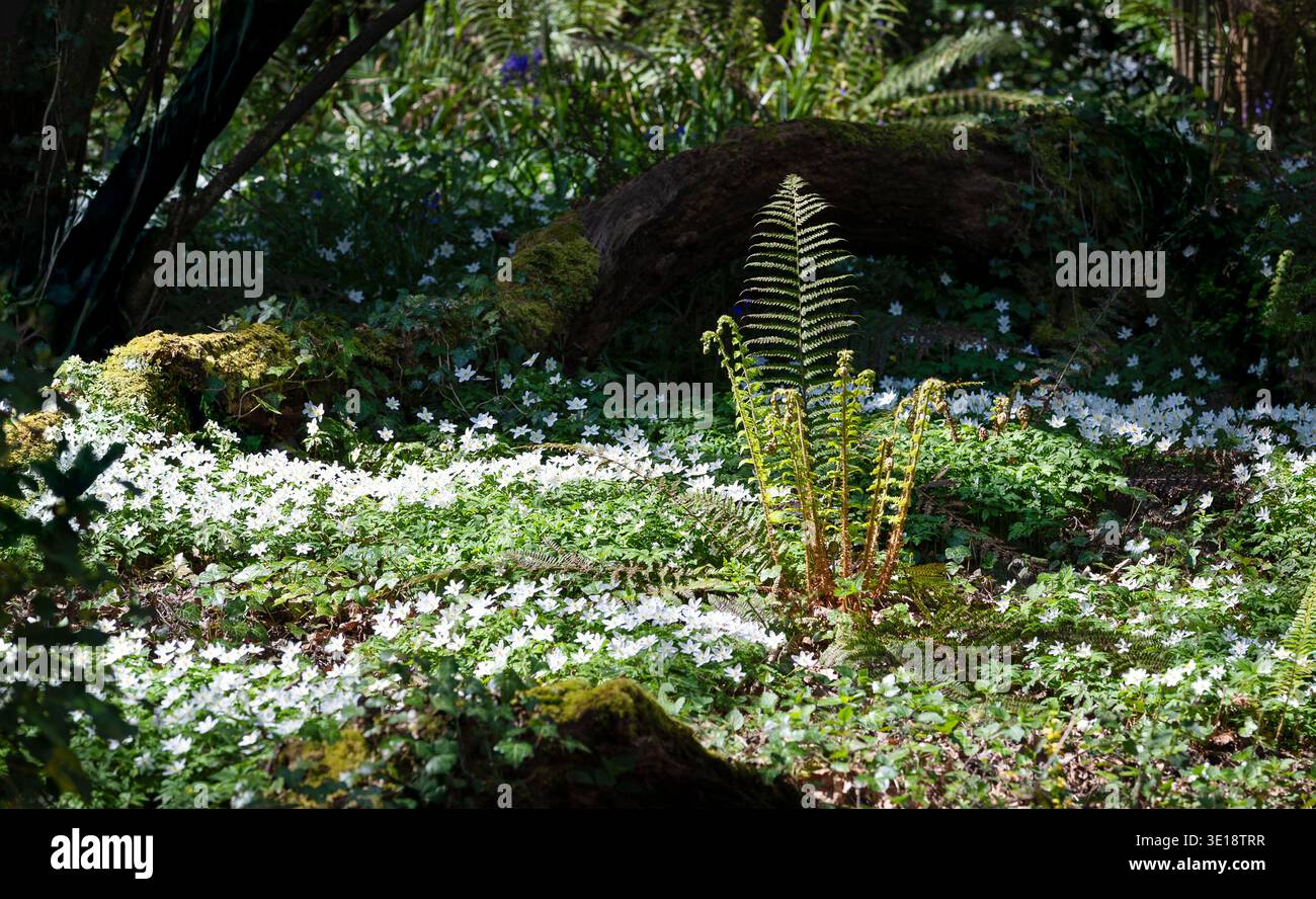 Felce illuminata dal sole che si innalza su un tappeto di anemoni di legno bianco in una lussureggiante foresta primaverile con tronchi caduti muschiati e luce dappata Foto Stock
