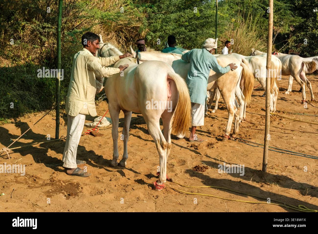 Gli uomini si preparano ed esaminano i cavalli Marwari bianchi legati in fila sui terreni sabbiosi della Fiera dei cammelli di Pushkar, durante il tradizionale commercio. Pushkar Rajas Foto Stock