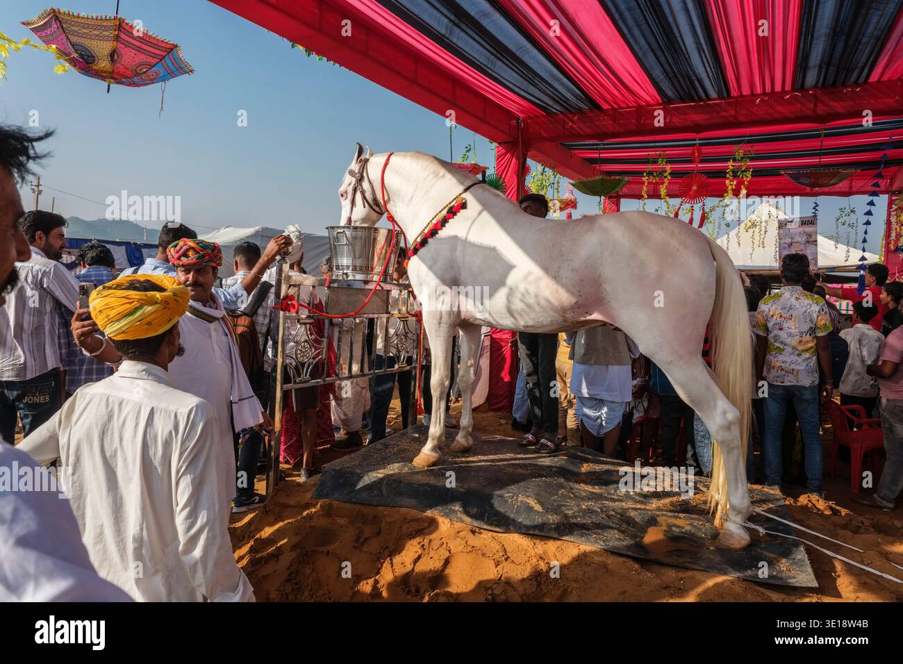 Un cavallo bianco Marwari si erge su una piattaforma sotto un baldacchino rosa alla Fiera dei cammelli di Pushkar, circondato da visitatori e decorazioni festose. Pushkar Raja Foto Stock
