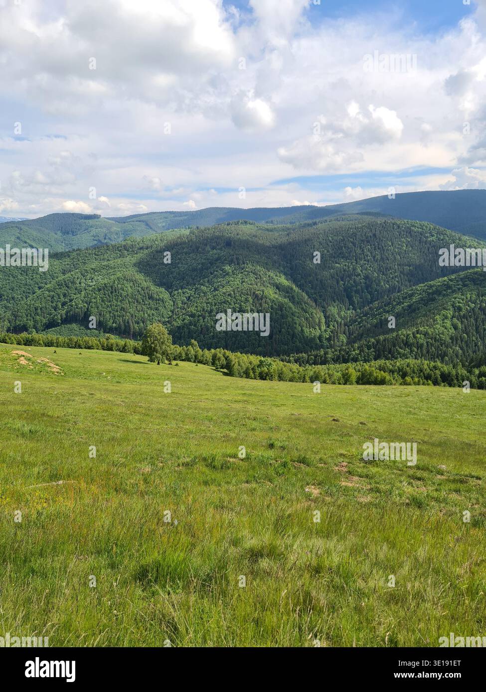 Vivace prato alpino estivo con foreste di pini nei Monti Cindrel vicino a Păltiniș, Romania - Immagine stock catturata con smartphone