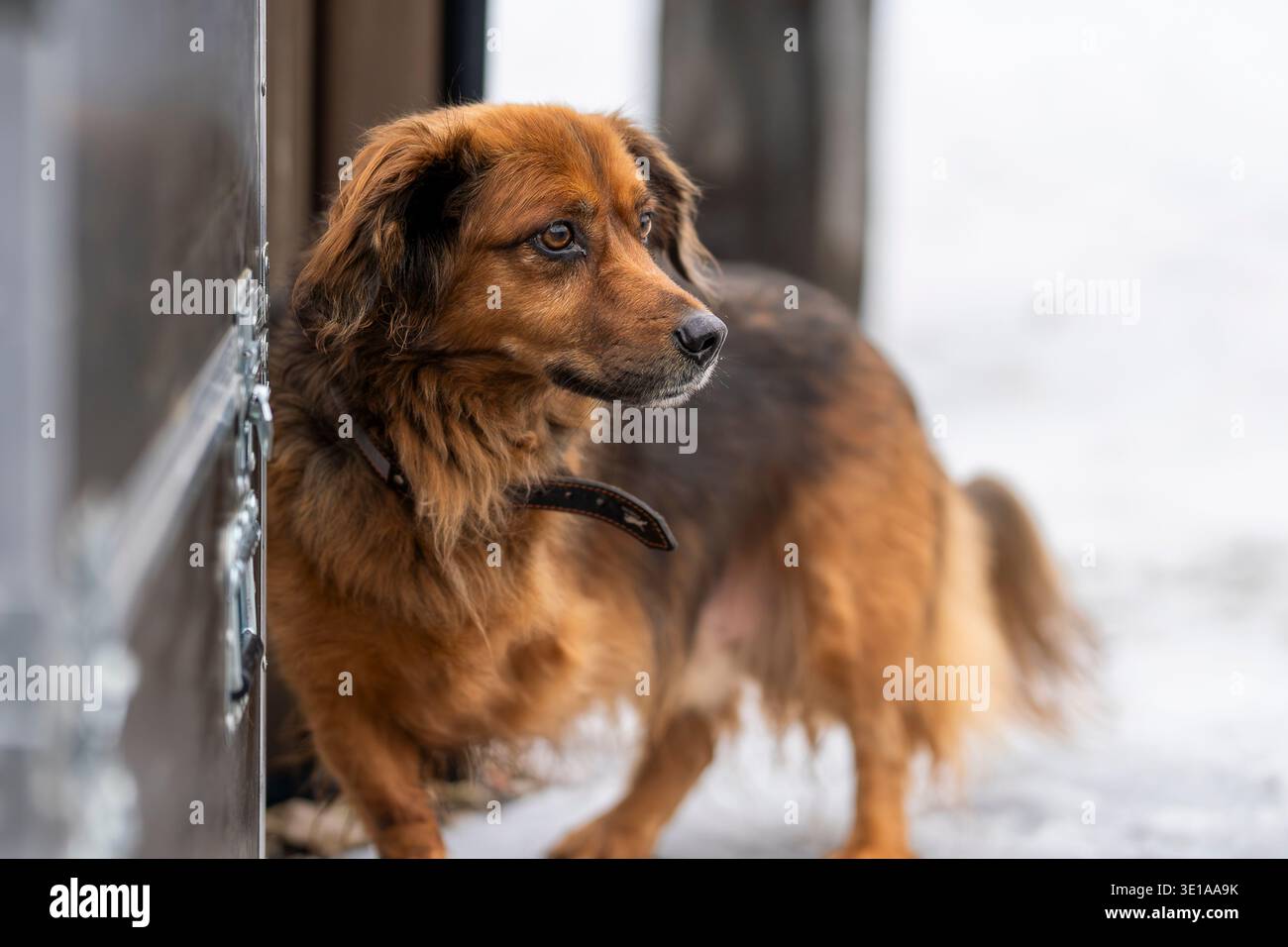Cane di razza mista marrone a tre zampe in piedi davanti a una porta e guardando all'esterno con un'espressione di allerta. Cane di salvataggio resistente a tre zampe. Foto Stock