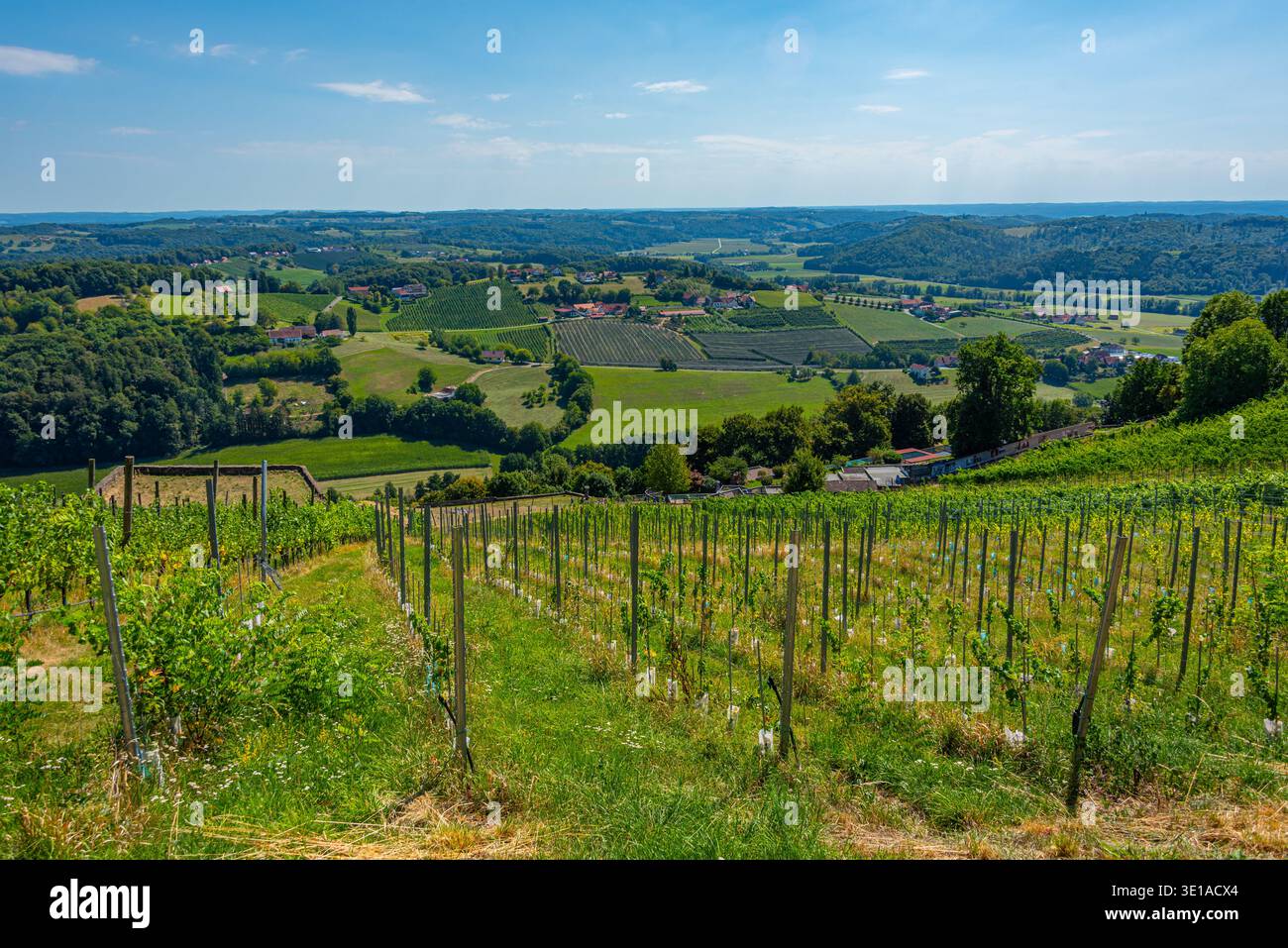Vigneti nella regione austriaca della Stiria vicino a Riegersburg.IMMAGINE Foto Stock