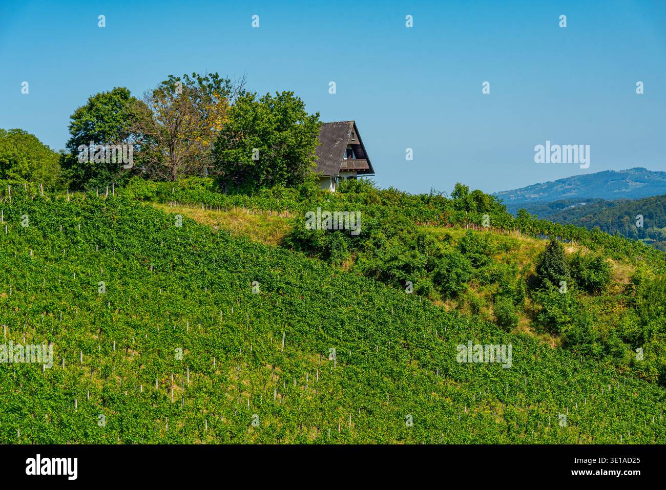 Vigneti nella regione austriaca della Stiria vicino a Deutschlandsberg.IMMAGINE Foto Stock