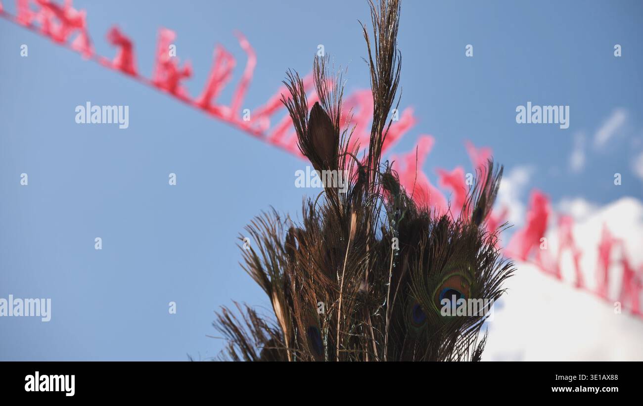 Piume di pavone che sventolano nel vento in India Foto Stock