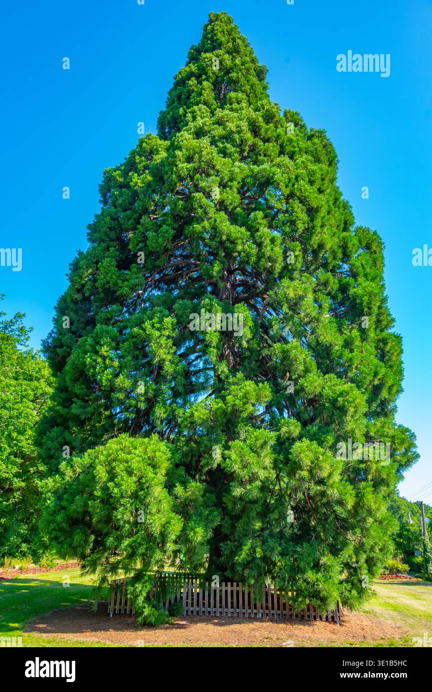 Sequoiadendron giganteum a Chabane, repubblica Ceca.IMMAGINE Foto Stock