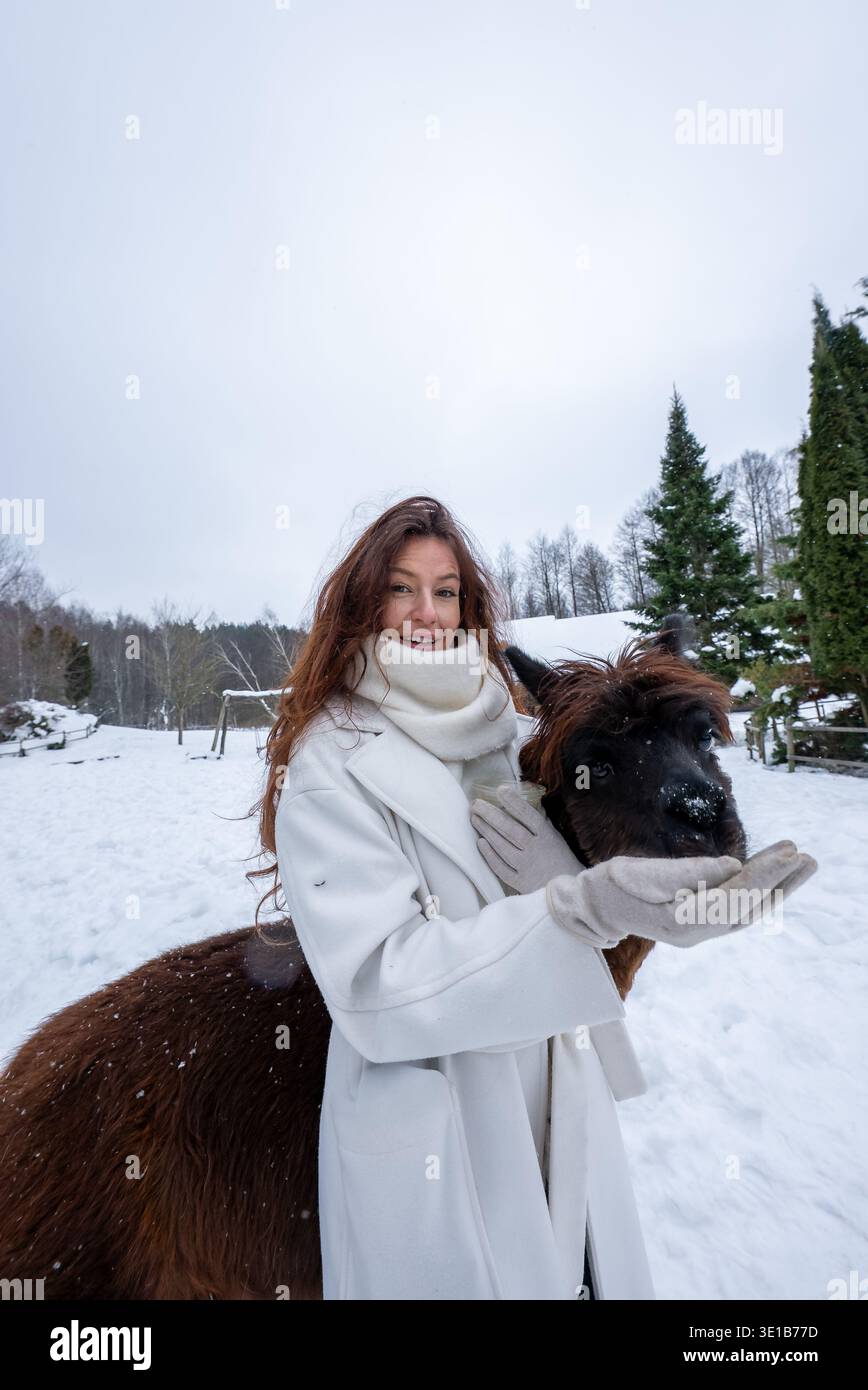 Una donna con cappotto bianco nutre alpaca marrone scuro in un paddock innevato Foto Stock