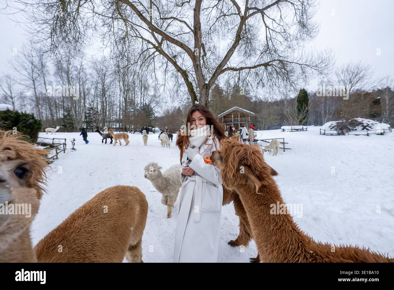 Una donna in camice bianco nutre gli alpaca in un paddock di fattoria invernale Foto Stock
