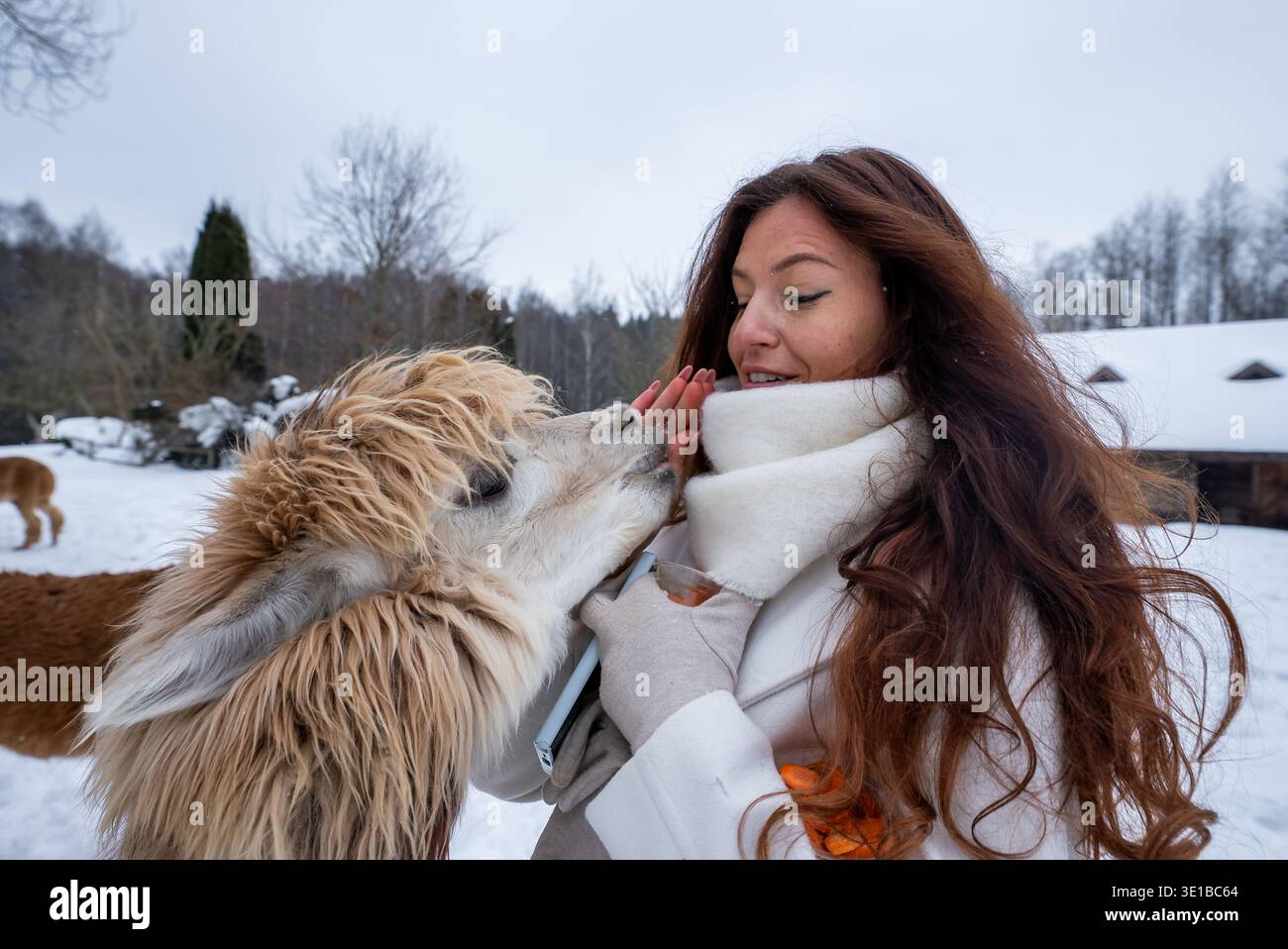 La donna con il cappotto bianco nutre la panna e abbronza l'alpaca nelle nevose giornate invernali Foto Stock