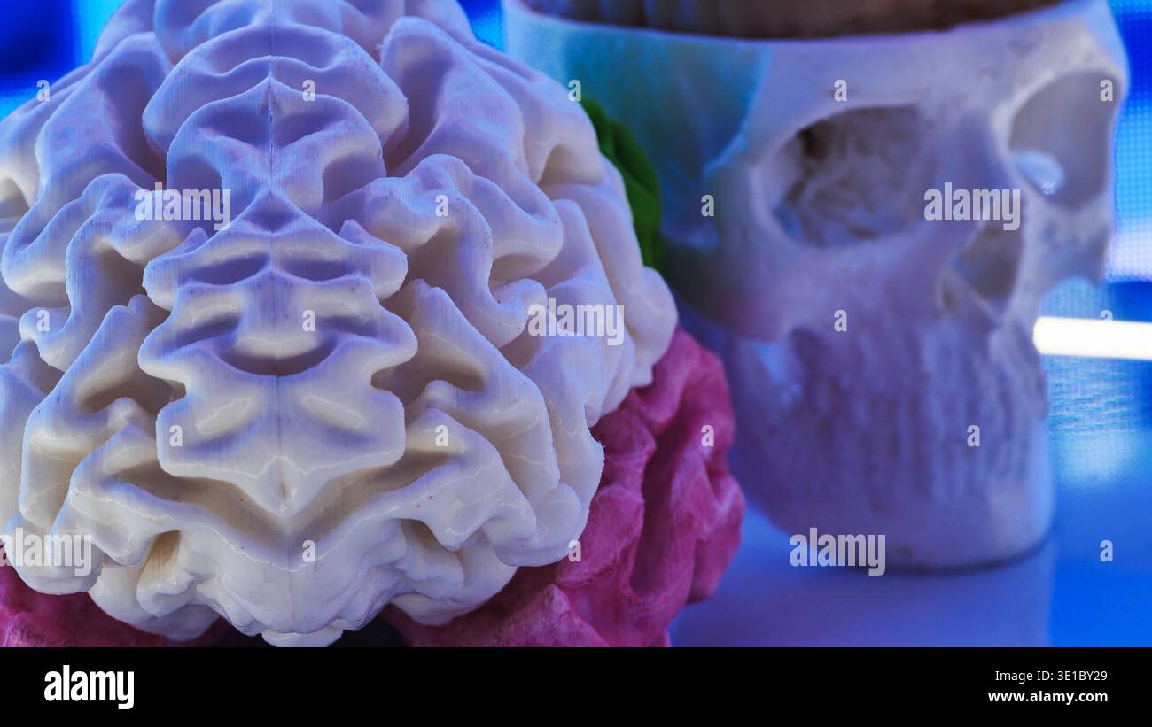 Stampa 3D modello cerebrale con cranio per l'educazione medica e la mostra di ricerca Foto Stock
