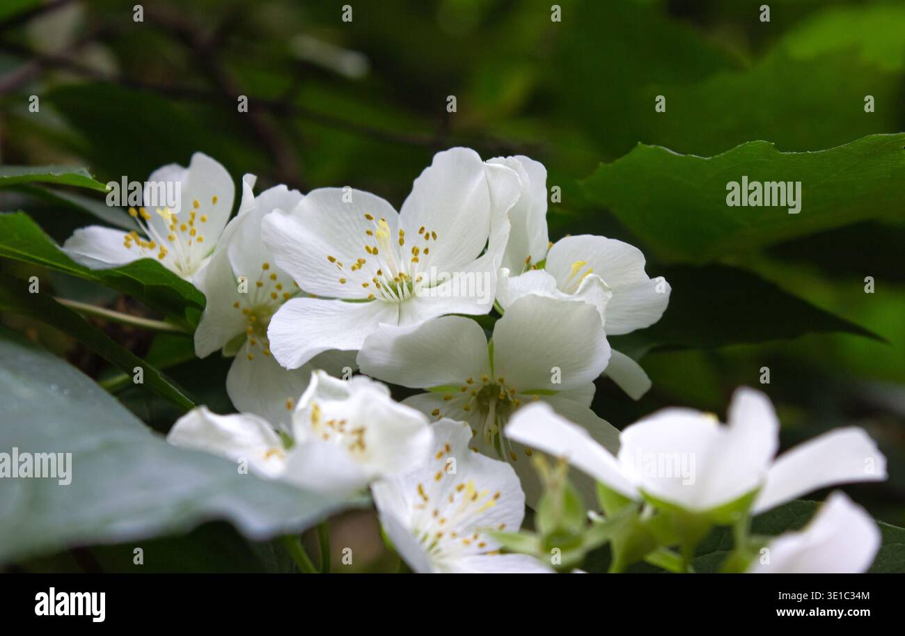 Arbusto di gelsomino bianco in fiore su sfondo verde. Fiori di gelsomino. Bellissimo arbusto da giardino. Foto Stock