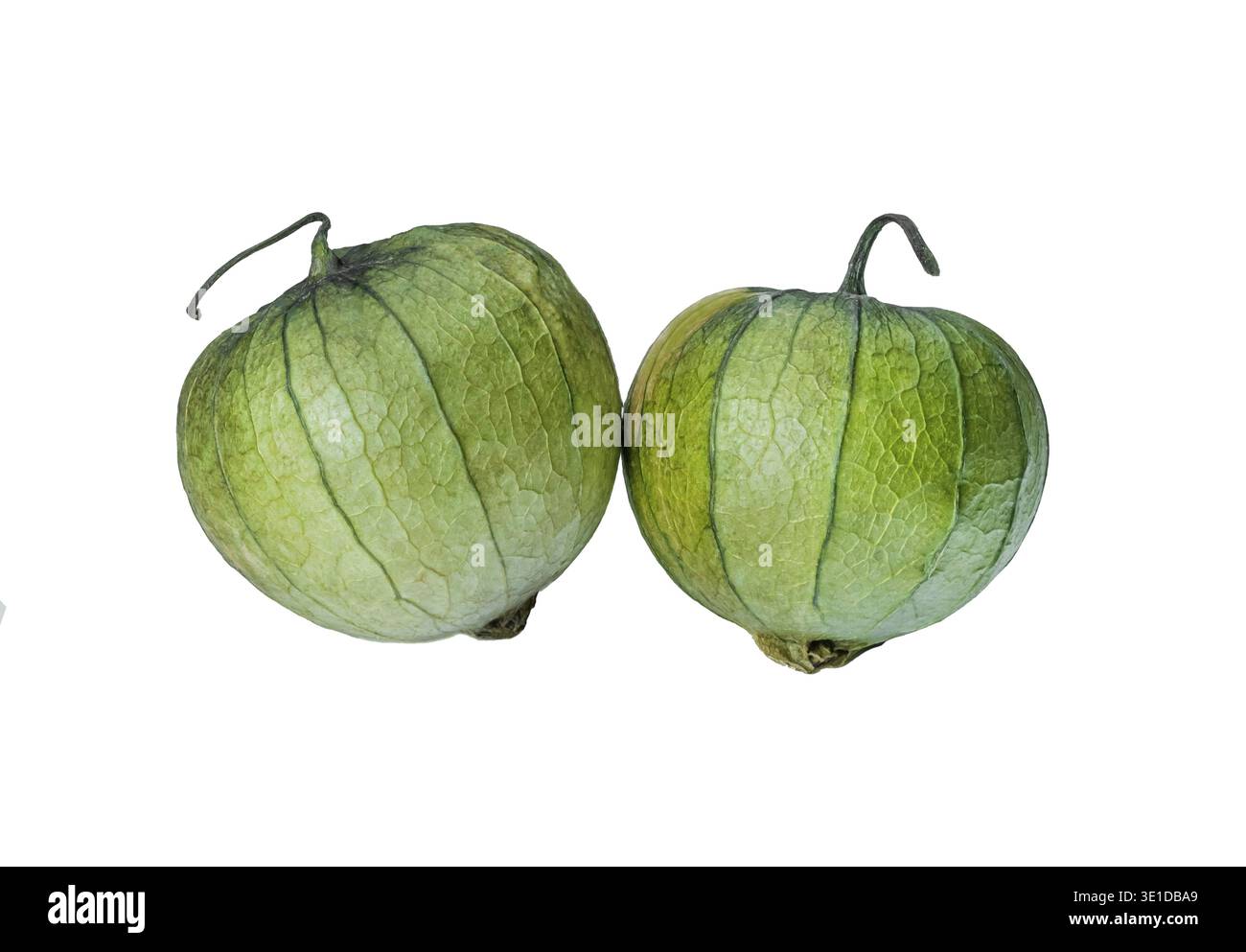 Physalis philadelphica. Pomodoro o pomodoro buccia messicano. Tomatillo verde biologico fresco (Physalis philadelphica) con buccia. Due isolati su W. Foto Stock