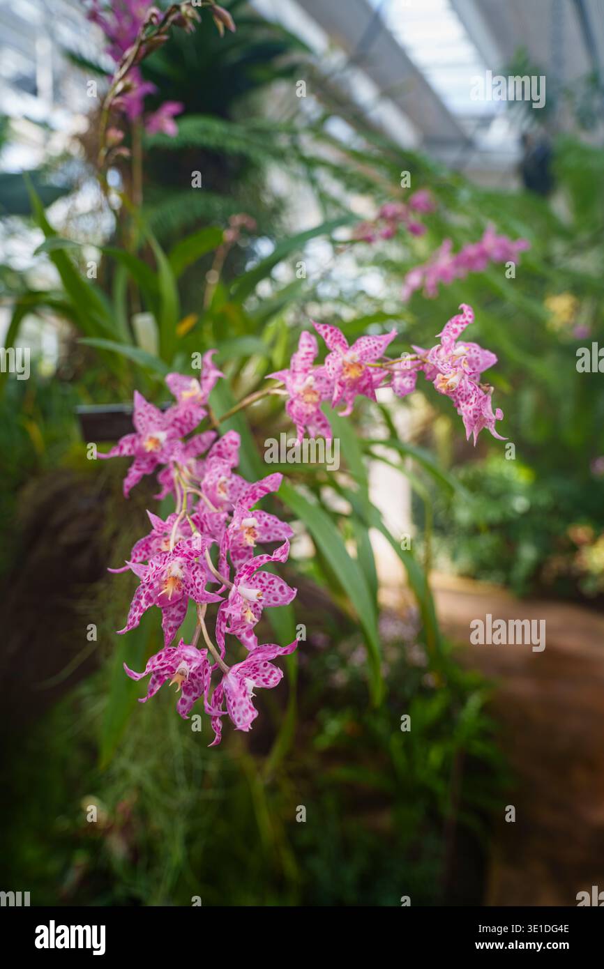 Un'orchidea x Odontioda Heatonensis (incrocio tra Cochlioda noezliana e una specie di Odontoglossum) fiorisce nella Glasshouse, RHS Garden Wisley, Surrey Foto Stock