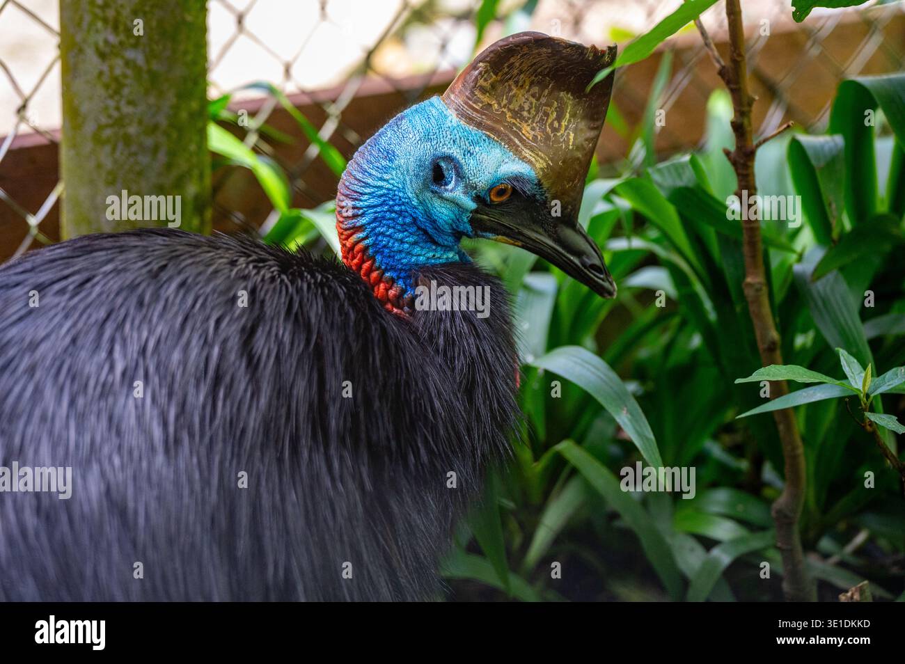 Captive Southern Cassowary (casuarius casuarius), un uccello ratite in via di estinzione, in un parco faunistico a Kuranda, Queensland, Australia. Foto Stock