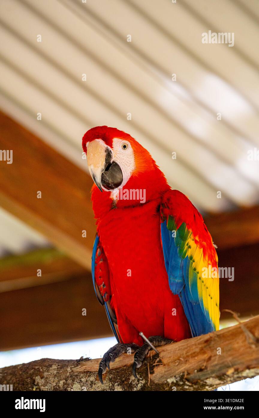 Captive Scarlet Macaw (Ara macao) a Birdworld Kuranda, Queensland, Australia. Stato globale: Problema minimo. Foto Stock