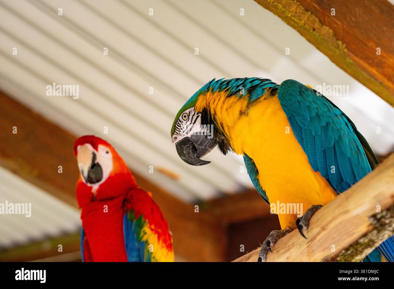 Macaw blu e giallo e Scarlet Macaw arroccati su un fascio. Questi sono animali in cattività. Stato in pericolo: Problema minimo (IUCN). Foto Stock