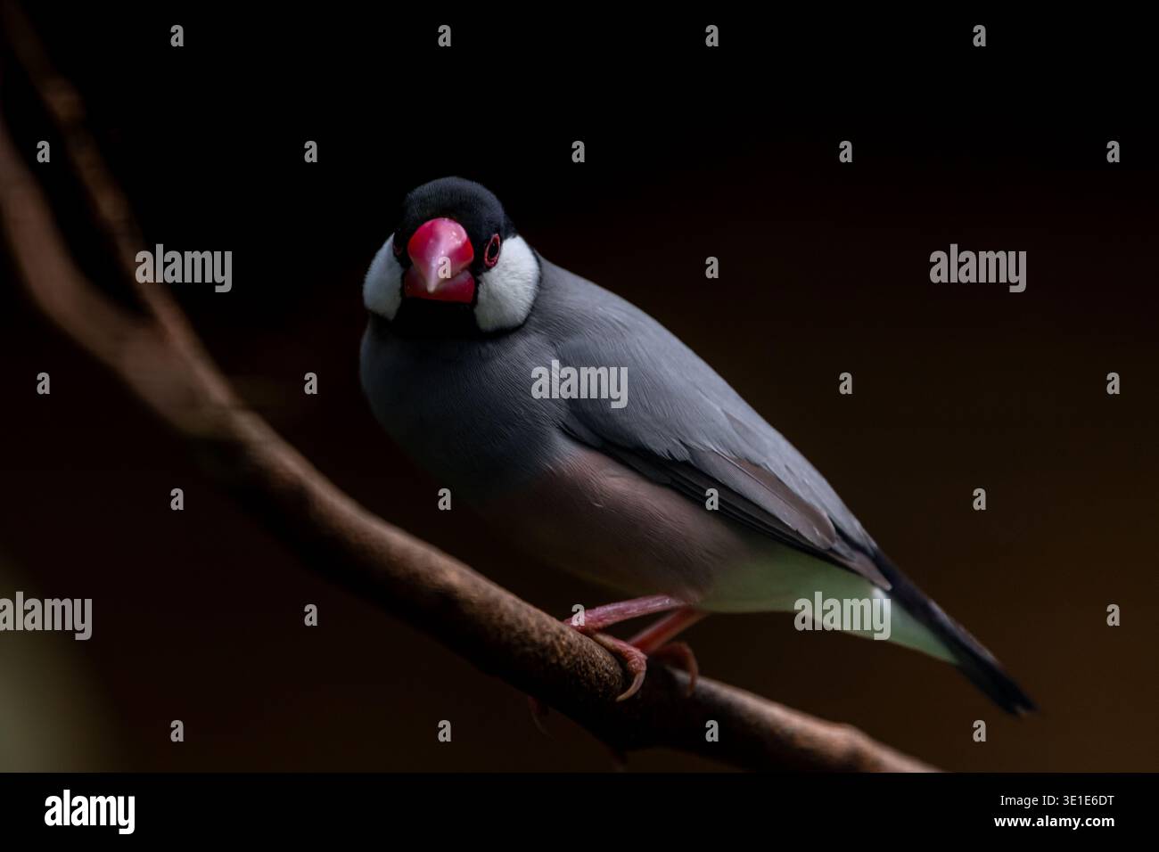 Java finch, passero Java, padda oryzivora, su un ramo, sfondo bokeh naturale. Foto Stock