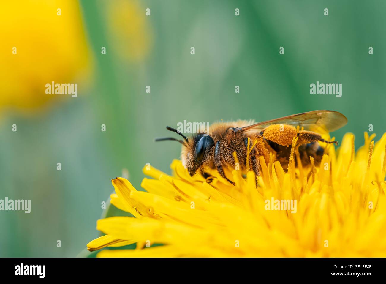 Le api raccolgono il polline sul fiore giallo del dente di leone in un campo erboso. I grani di polline sono visibili sulle gambe. Foto Stock