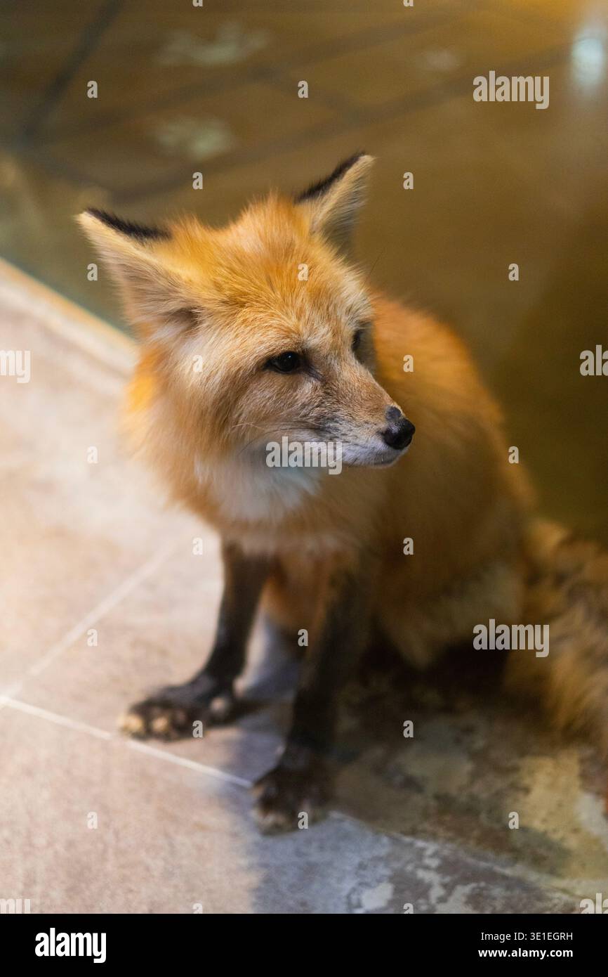 Primo piano ritratto di una volpe rossa seduta al chiuso su pavimento piastrellato. Bellissimo animale selvatico con pelliccia d'arancio ed espressione calma, fotografia di animali selvatici Foto Stock