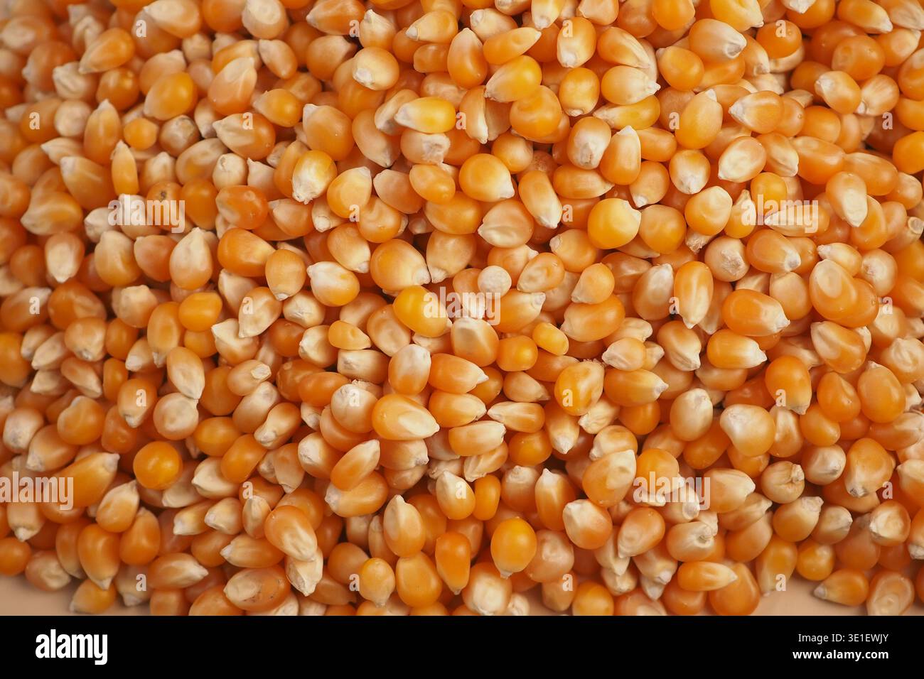 Chicchi di mais gialli pronti per la cottura e la lavorazione Foto Stock