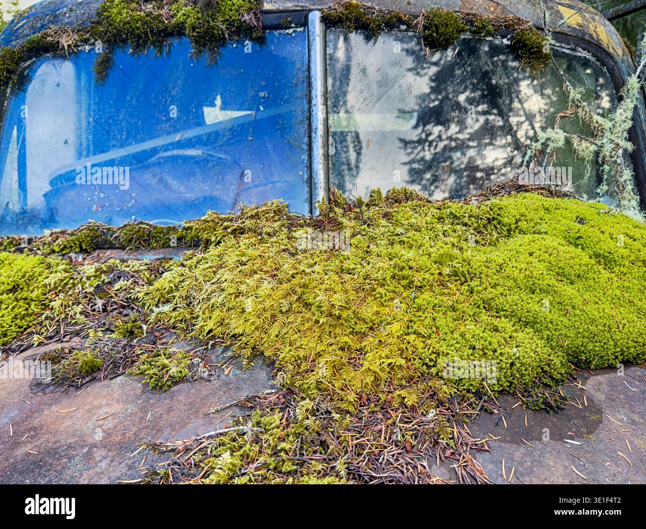 Riflessi di cielo e alberi boschivi sono visibili nel parabrezza di un vecchio camion abbandonato parzialmente coperto di muschio verde. Foto Stock