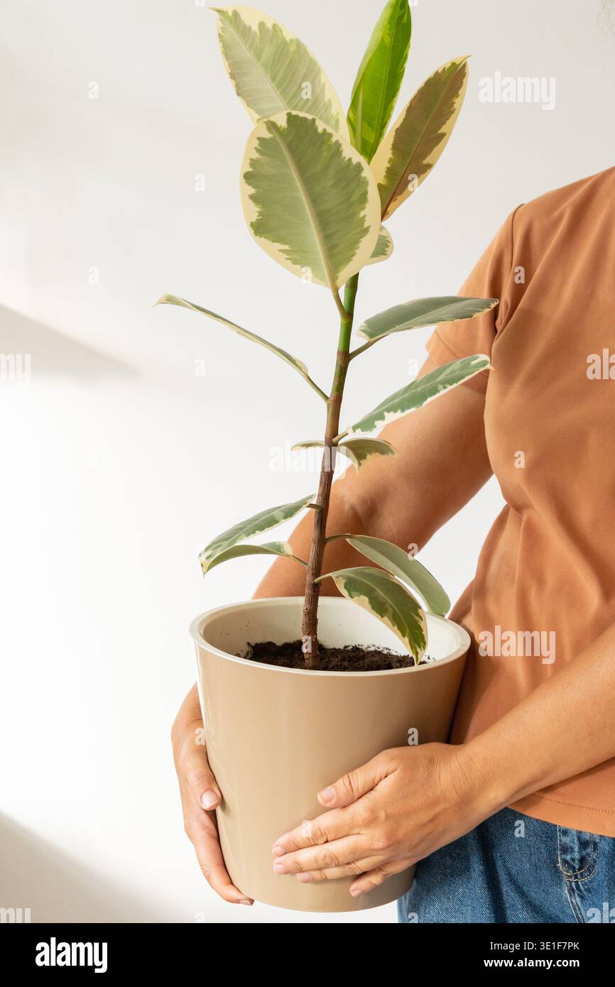 Donna in maglietta arancione che tiene la pianta del ficus in vaso beige. Giardinaggio interno, hobby ecologico, amore per le piante Foto Stock