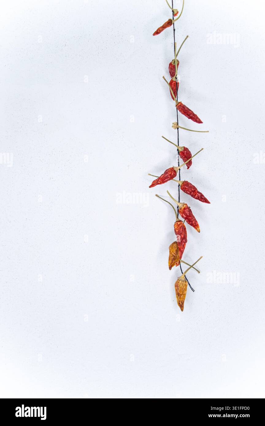 striscione di un mazzo di peperoncini secchi rossi su sfondo bianco con uno spazio vuoto per l'iscrizione. Foto di alta qualità Foto Stock