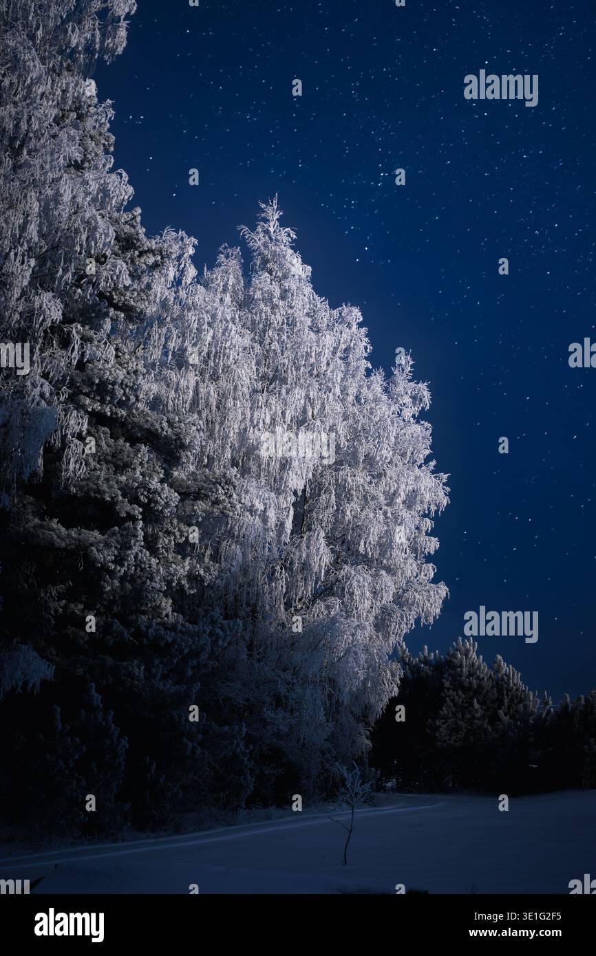 Tranquillo paesaggio notturno invernale con alberi ricoperti di gelo che si illuminano sotto un cielo stellato e limpido. Le tonalità del blu freddo e la neve incontaminata creano un ambiente sereno e naturale Foto Stock