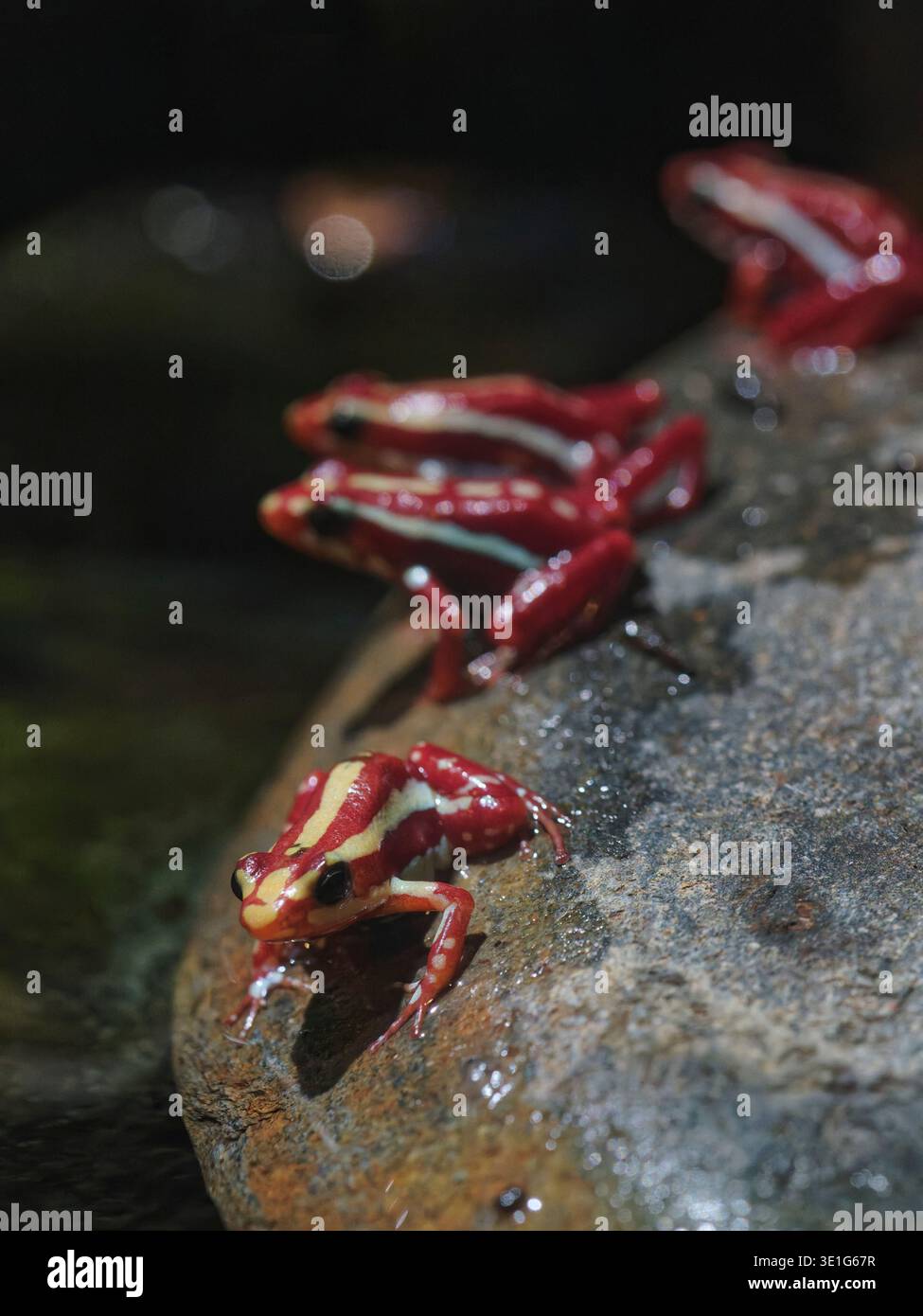 Trio di rane velenose fantasmatiche (Epipedobates tricolor) su una roccia a bordo piscina. Foto Stock