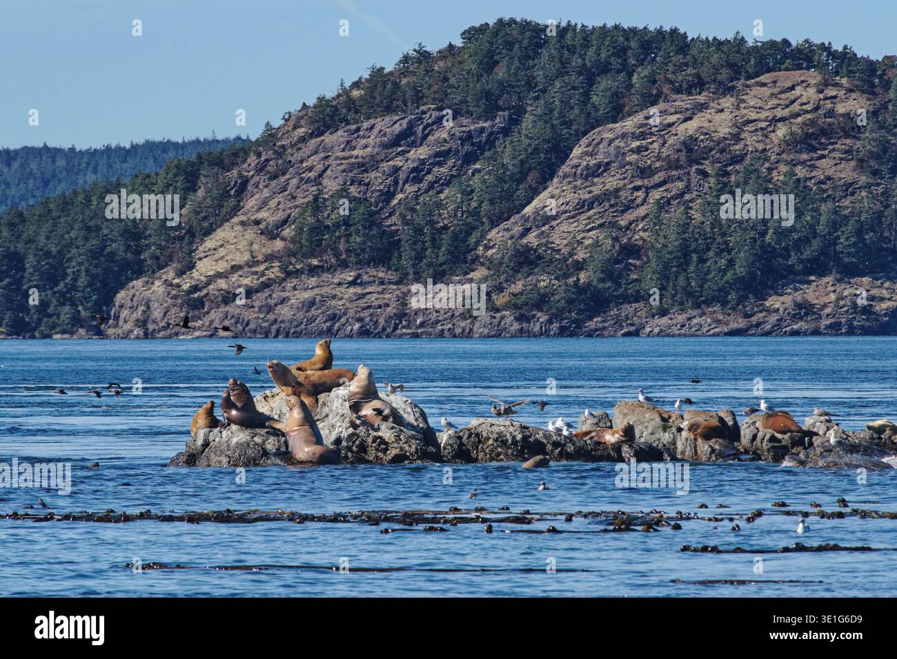 Il leone marino di Steller (Eumetopias jubatus) e il gabbiano alato di Glaucous (Larus glaucescens) che riposano su Race Rocks, Vancouver Island, BC, Canada, ottobre. Foto Stock