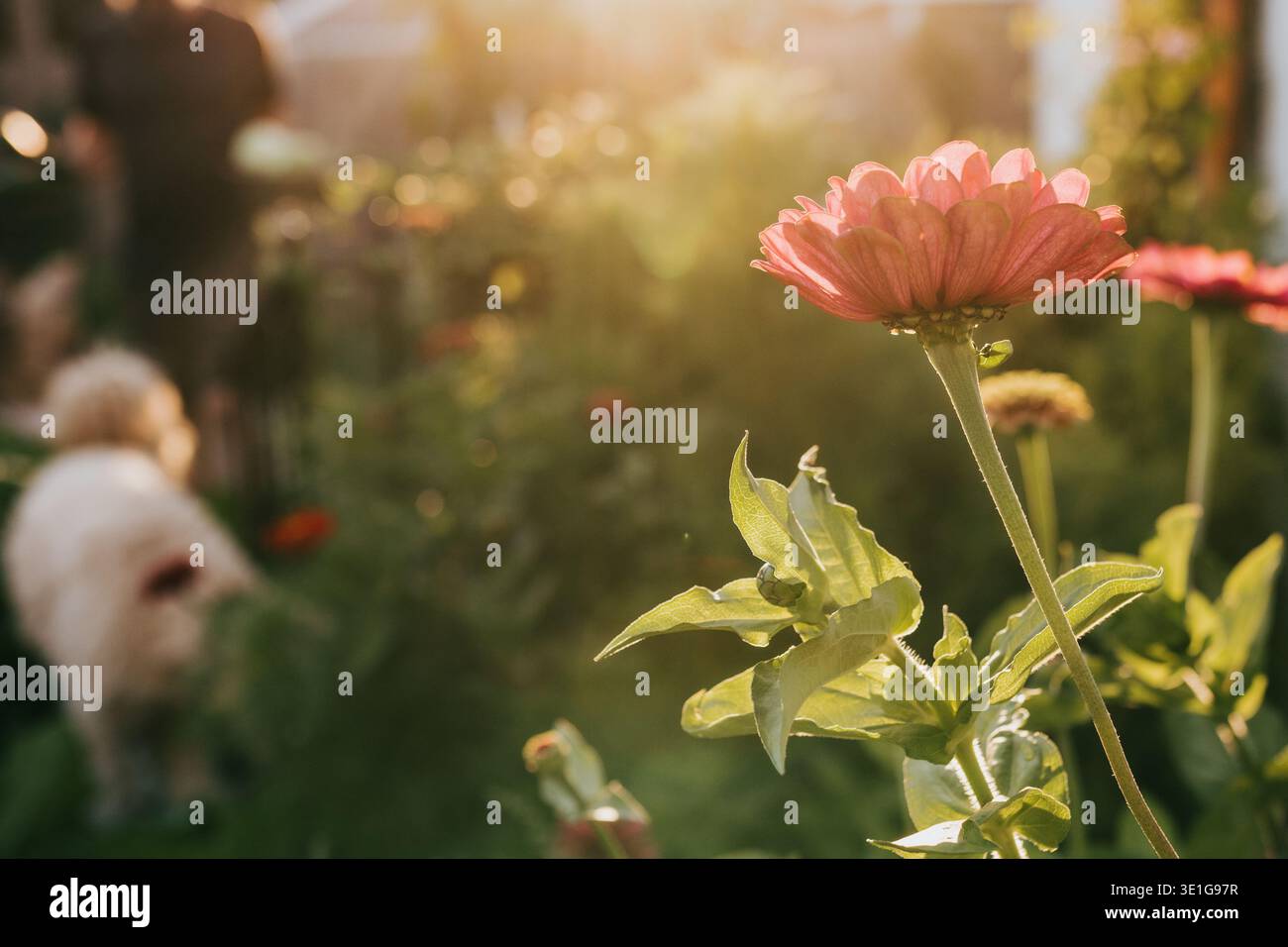 Le zinnie rosa brillano nella luce dorata del giardino sul retro durante il tramonto Foto Stock