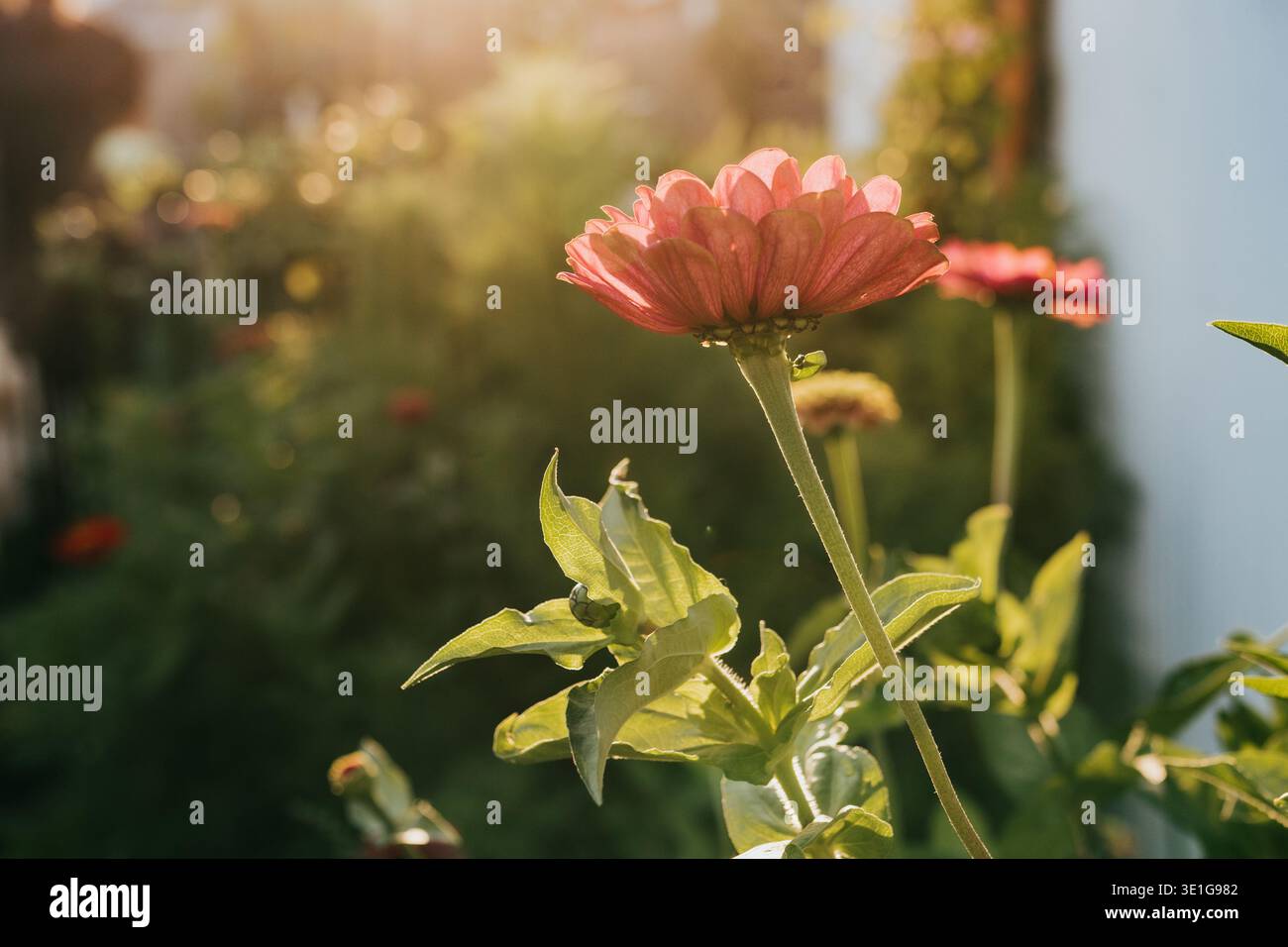 Le zinnie rosa brillano nella luce dorata del giardino sul retro durante il tramonto Foto Stock