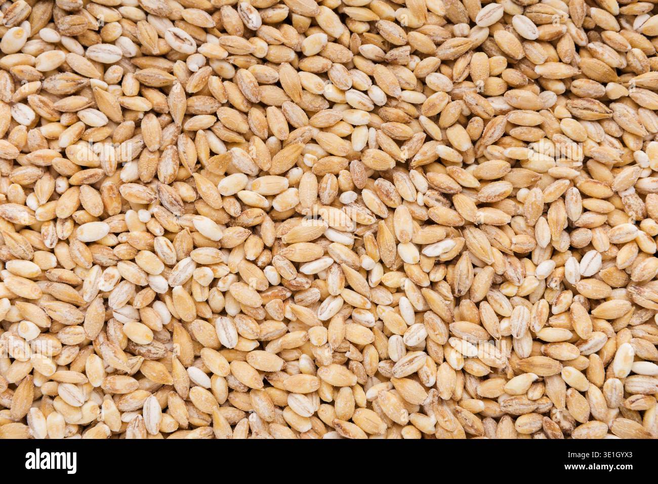 Consistenza dei grani di grano secco Foto Stock