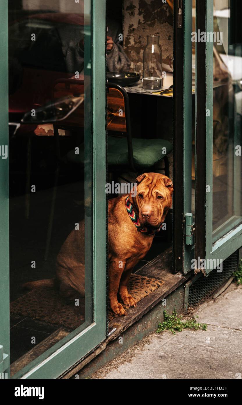 Shar Pei cane seduto all'ingresso di un accogliente caffè, a guardare la strada. Il viso increspato e il colletto colorato creano un fascino urbano con un tocco caldo Foto Stock
